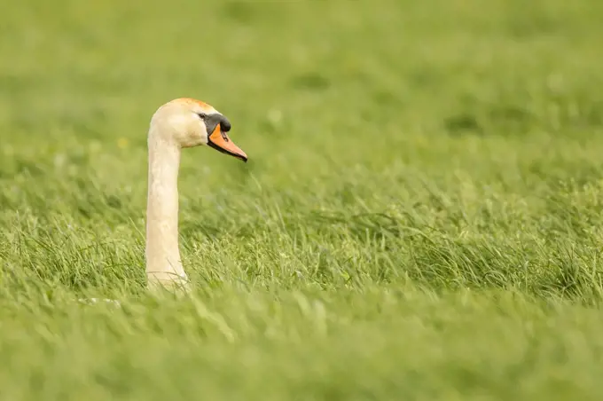 Mute Swan in Grass. Holland