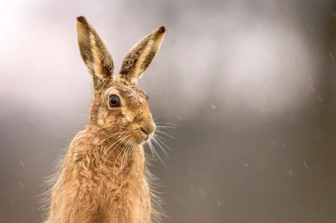 United Kingdom, Norfolk, Brown European Hare (Lepus europaeus), head shot