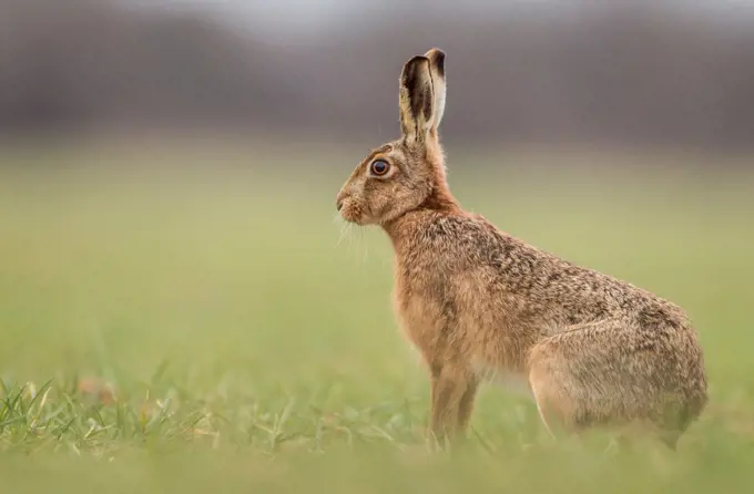 United Kingdom, Norfolk, Brown European Hare (Lepus europaeus) in field