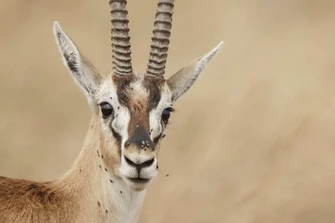 Thomson's gazelle (Eudorcas thomsonii) portrait