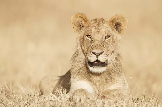 Lioness (Panthera Leo) portrait lying in the grass