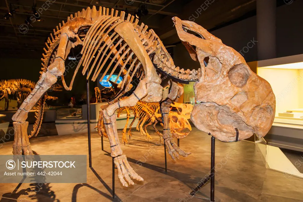 China, Skelton of Protoceratops