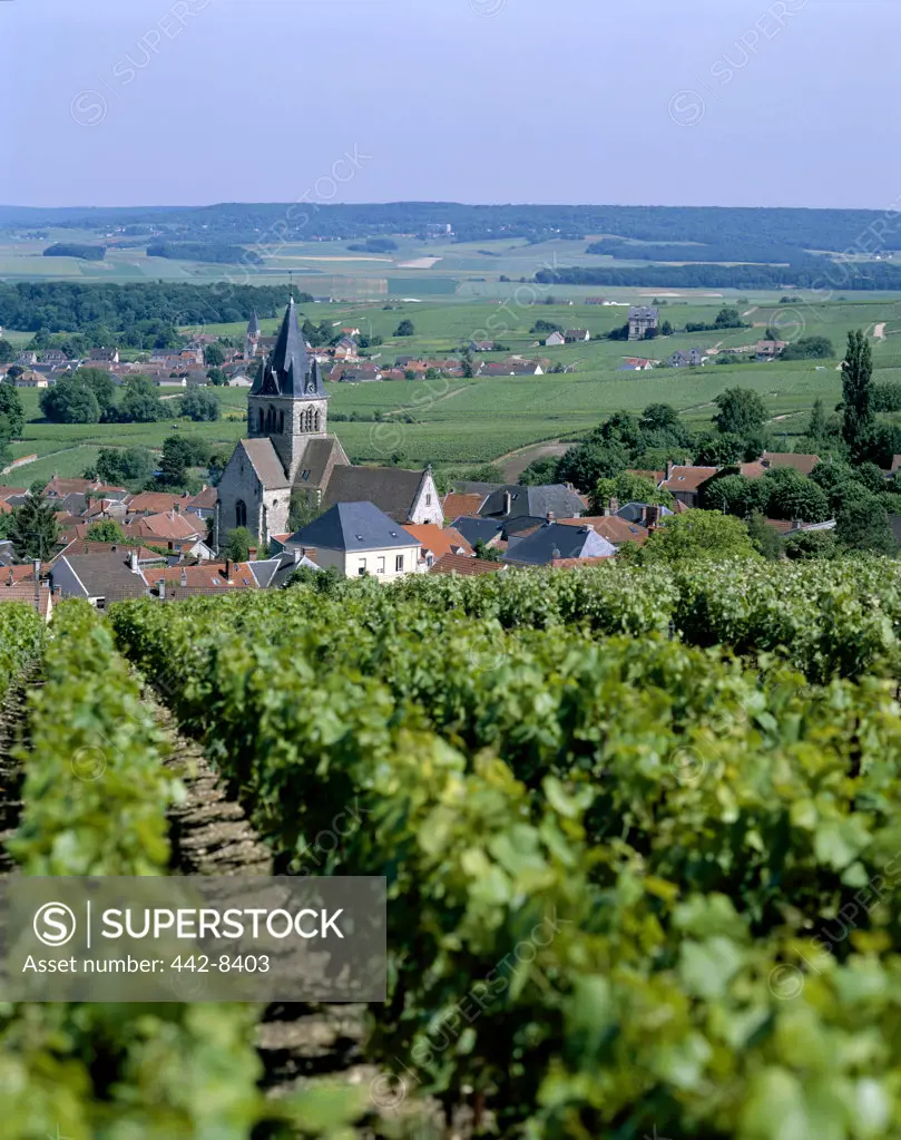 Vineyards near Reims, Champagne, France