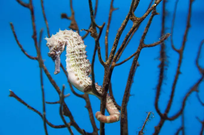 Vietnam, Nha Trang, National Oceanographic Museum, Seahorse (Hippocampus)