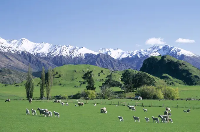 Sheep grazing in a pasture, Southern Alps, Wanaka, New Zealand