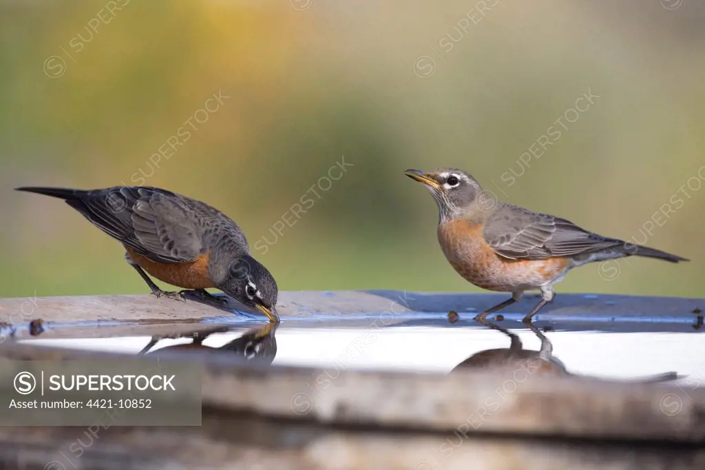 American Robin (Turdus migratorius) two adults, drinking at garden birdbath, North Dakota, U.S.A., october