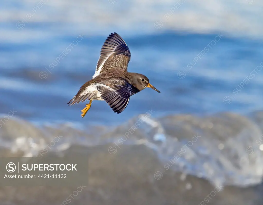 Purple Sandpiper (Calidris maritima) adult, winter plumage, in flight over sea with breaking wave, Northern Norway, march