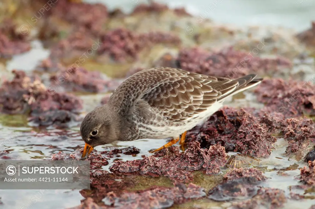 Purple Sandpiper (Calidris maritima) adult, winter plumage, feeding on seashore, Sandbanks, Poole, Dorset, England, january