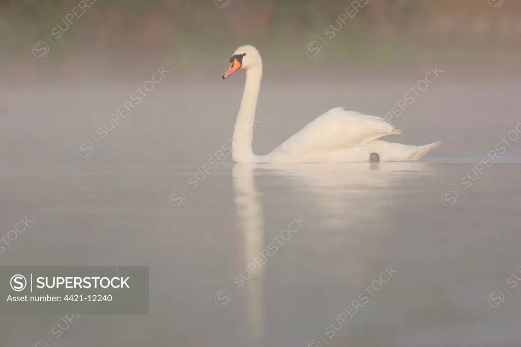 Mute Swan (Cygnus olor) adult, swimming on misty lake at dawn, Yorkshire, England, june