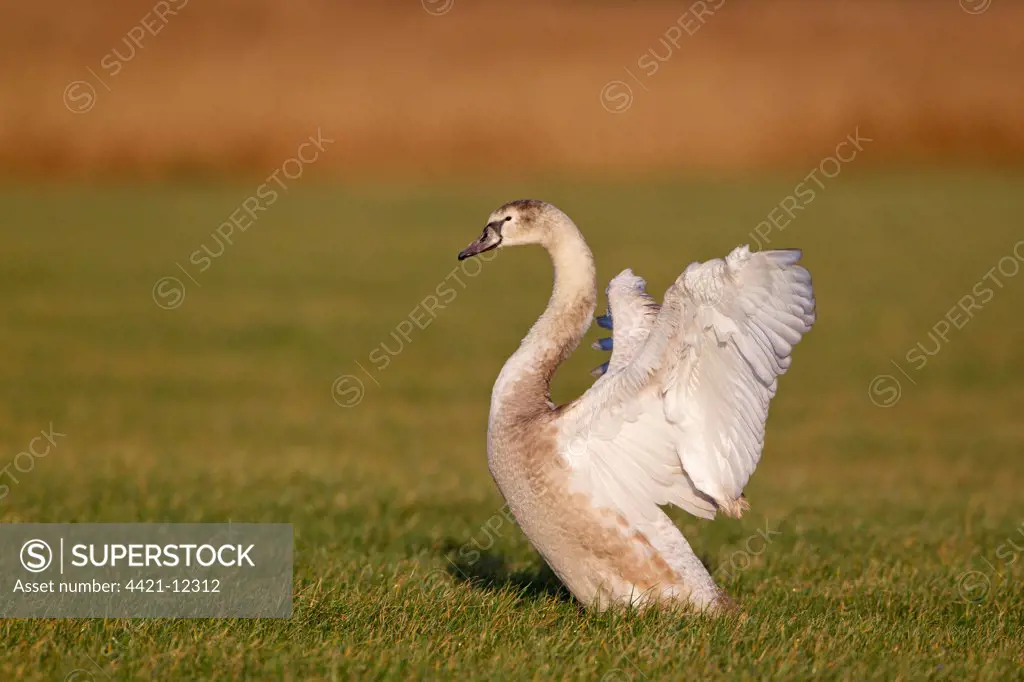 Mute Swan (Cygnus olor) juvenile, flapping wings, standing in grazing marsh, Suffolk, England, january