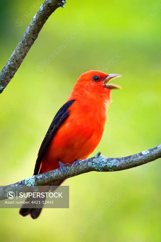 Scarlet Tanager (Piranga olivacea) adult male, singing, perched on twig, U.S.A.