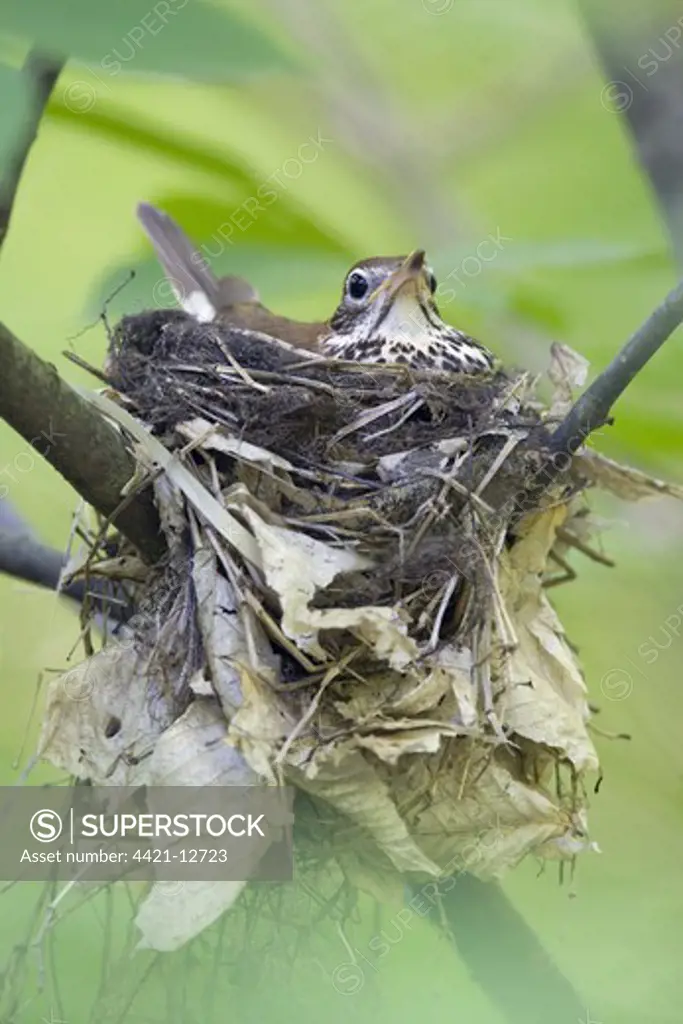 Wood Thrush (Hylocichla mustelina) adult, sitting on nest, U.S.A.