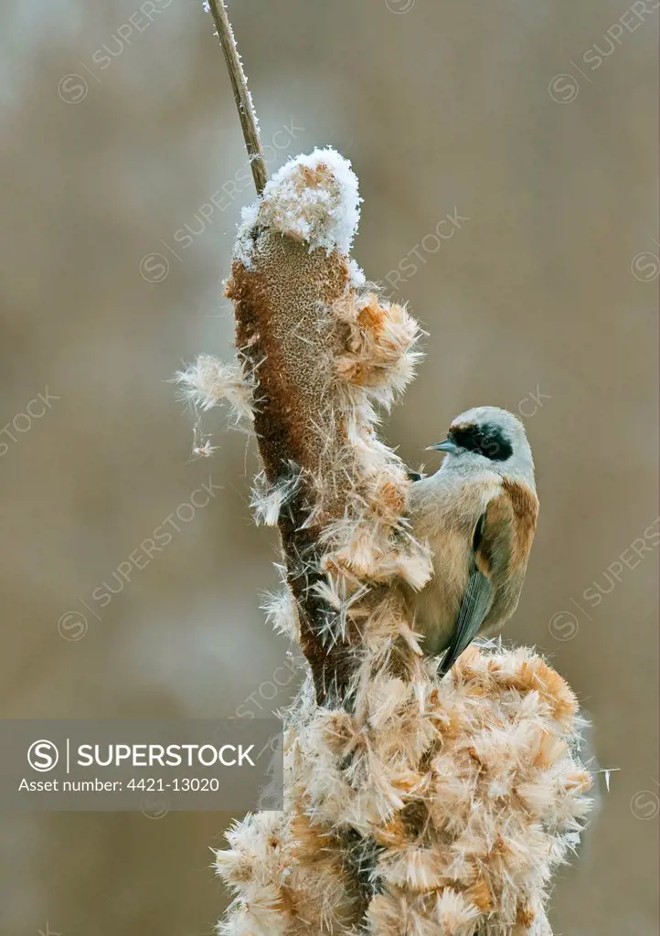 Eurasian Penduline-tit (Remiz pendulinus) adult, vagrant, feeding on reedmace seedhead, London, England, winter