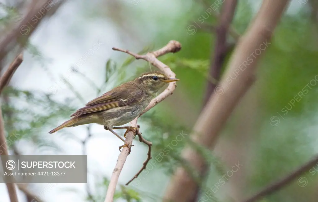 Arctic Warbler (Phylloscopus borealis) adult, wintering migrant, perched on twig, Candaba Marsh, Luzon Island, Philippines