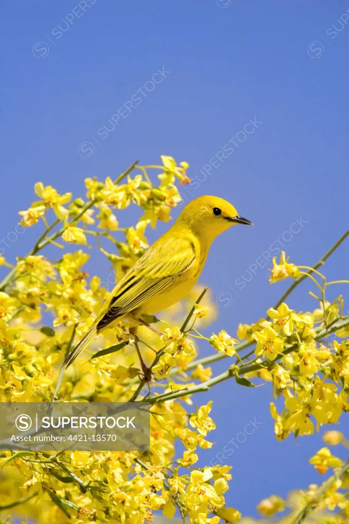 Yellow Warbler (Dendroica petechia) adult male, perched in flowering palo verde, U.S.A.