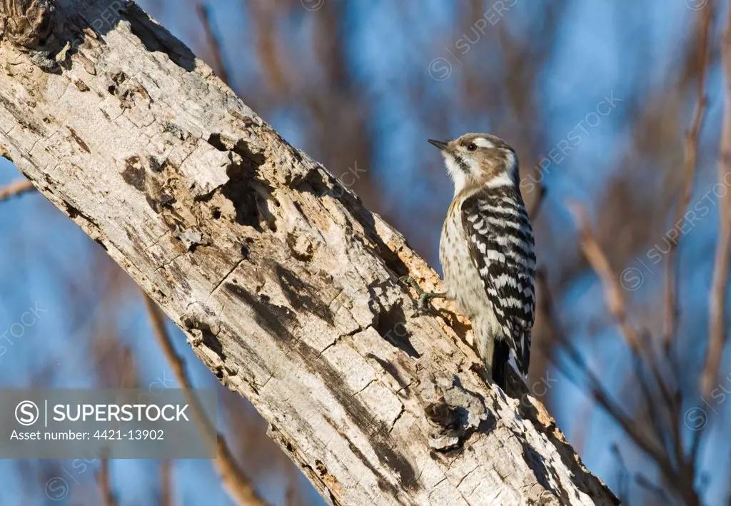 Japanese Pygmy Woodpecker (Dendrocopos kizuki nippon) adult, clinging to rotting tree trunk with holes, Hokkaido, Japan, winter