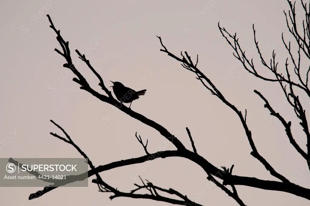 Winter Wren (Troglodytes troglodytes) adult, singing, perched on branch, silhouetted at dawn, Kent, England, summer