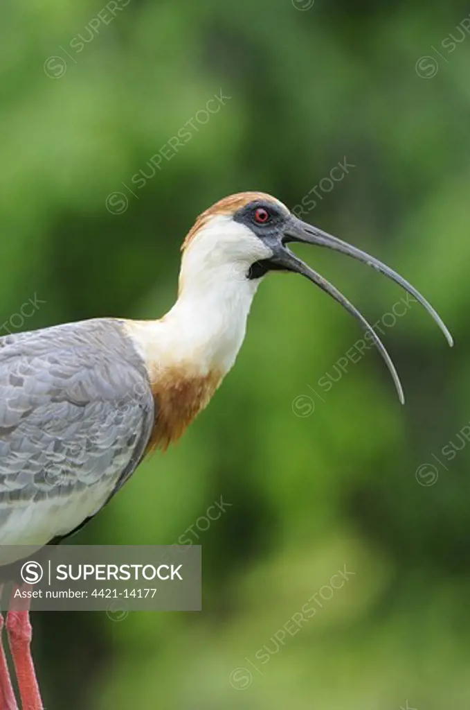Buff-necked Ibis (Theristicus caudatus) adult, calling, close-up of head and neck, Rupununi, Guyana