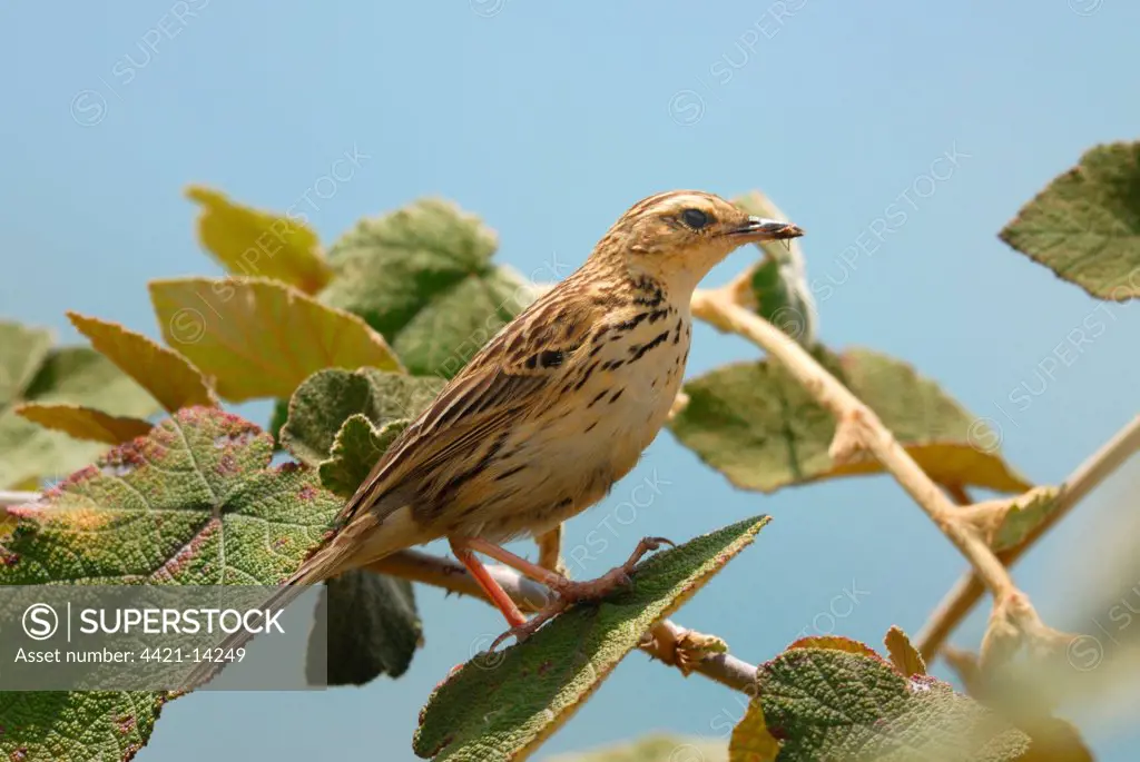 Nilgiri Pipit (Anthus nilghiriensis) adult, with food in beak, perched in bush on mountainside, Eravikulam N.P., Western Ghats, Kerala, Southern India, april