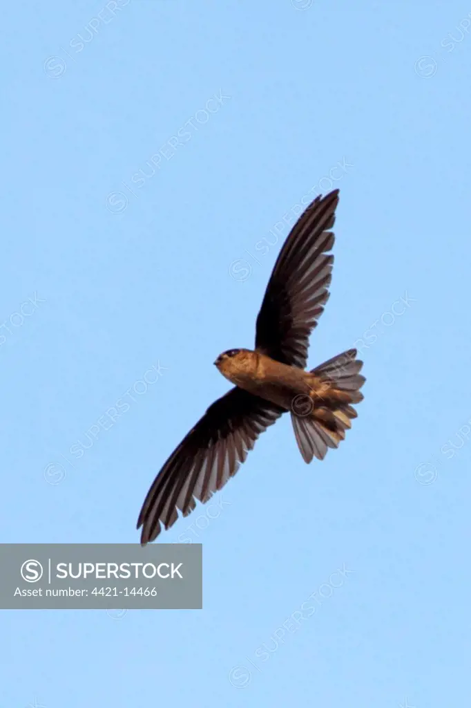 Edible-nest Swiftlet (Aerodramus fuciphagus vestitus) adult, in flight, Kinabatangan River, Sabah, Borneo, Malaysia, march