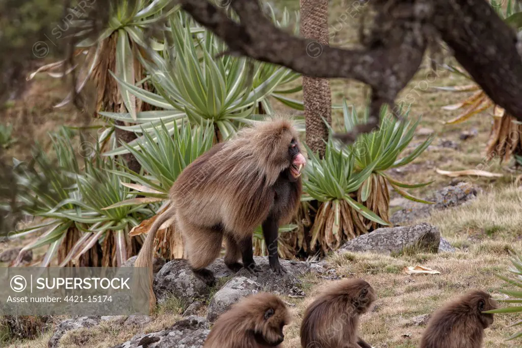 Gelada (Theropithecus gelada) adult male, in 'lip-flip' threatening display, in afro-alpine heathland habitat, Simien Mountains, Ethiopia