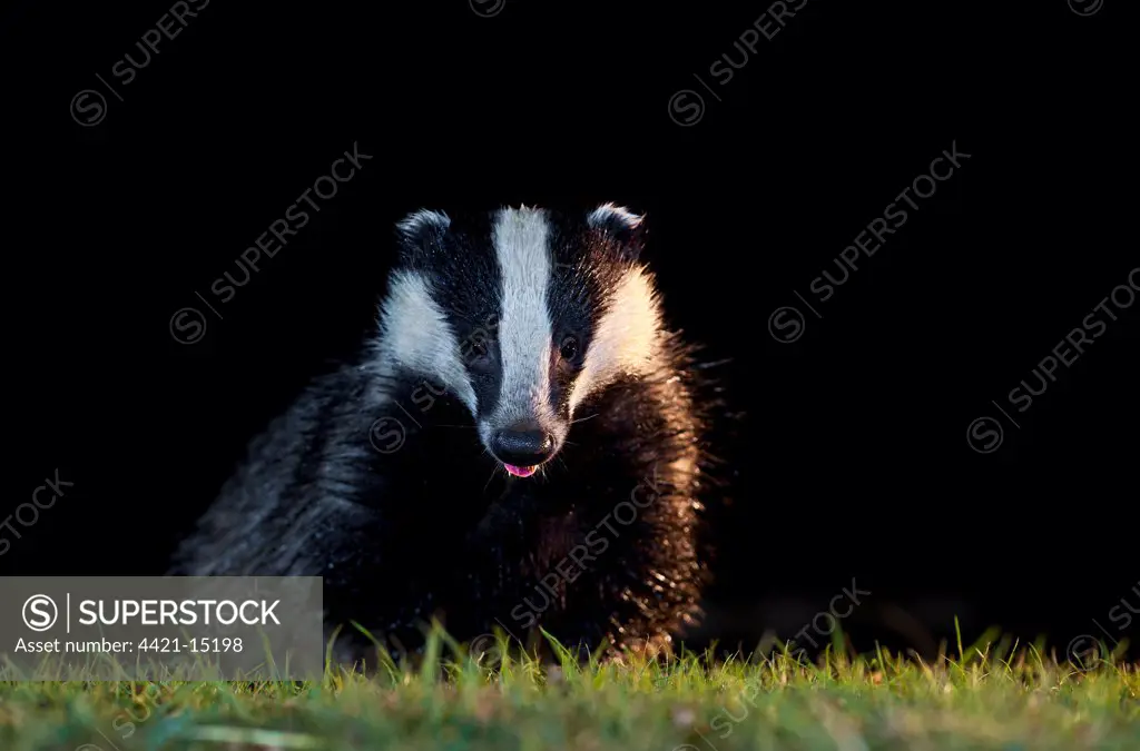 Eurasian Badger (Meles meles) adult, with tongue poking out, foraging at dusk, England