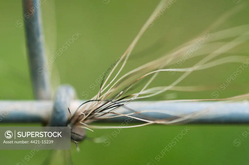 Eurasian Badger (Meles meles) hair, caught on fence wire, Kent, England, april