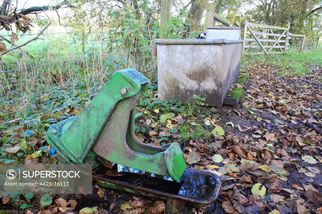 Domestic Cattle, nose pump cattle drinker, diaphragm pump with pumping lever which animal pushes with nose, in valley fen reserve, Hopton Fen, Hopton, Suffolk, England, november