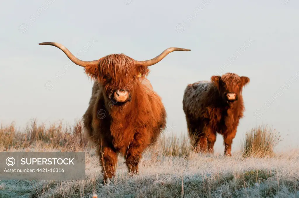 Domestic Cattle, Highland Cattle, cow and calf, standing on frost covered grazing marsh at dawn, Oare Marshes Nature Reserve, Kent Wildlife Trust, Kent, England, january