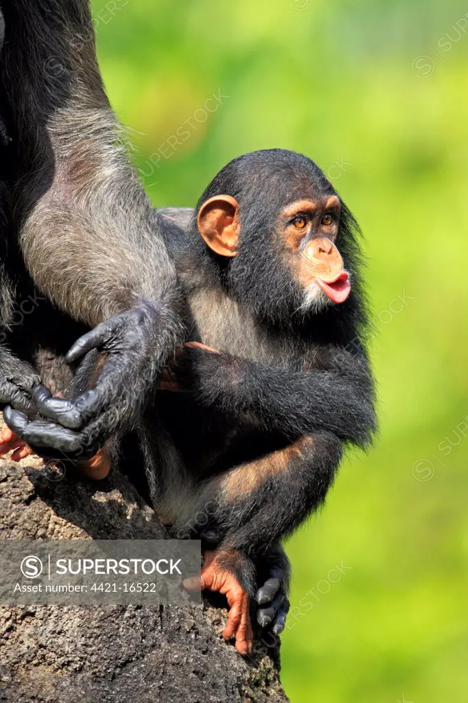 Chimpanzee (Pan troglodytes) young, hooting, sitting beside mother (captive)