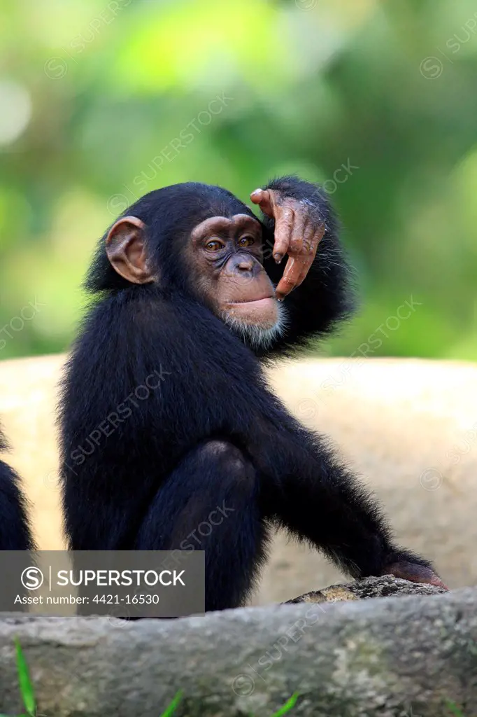 Chimpanzee (Pan troglodytes) young, drinking, scooping up water in hand (captive)