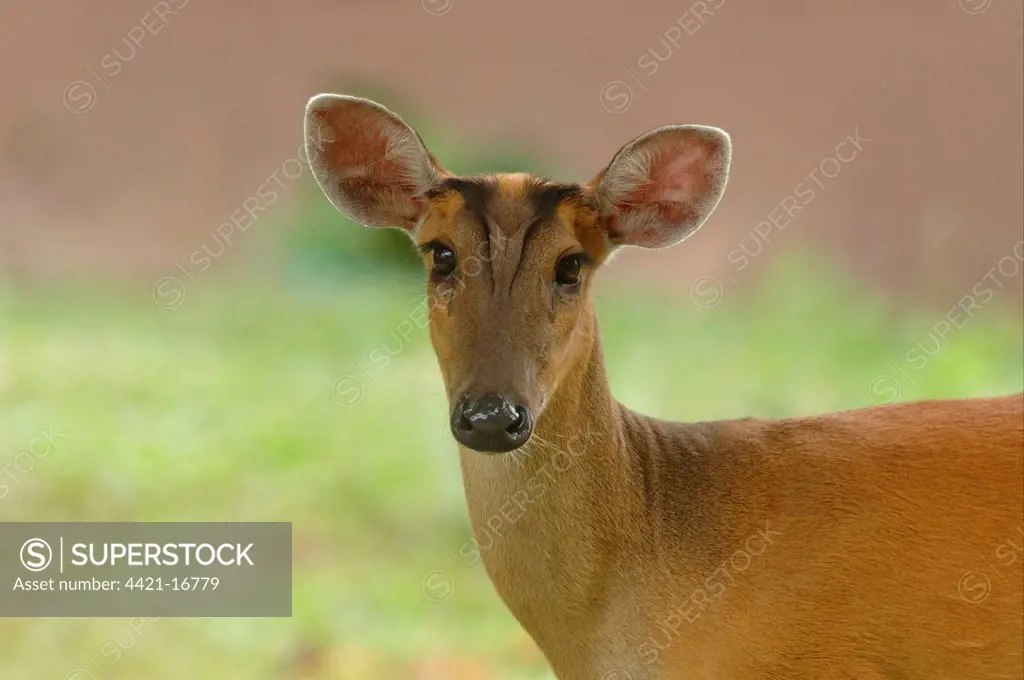 Indian Muntjac (Muntiacus muntjak) adult female, close-up of head, in monsoon rainforest, Khao Yai N.P., Thailand, june