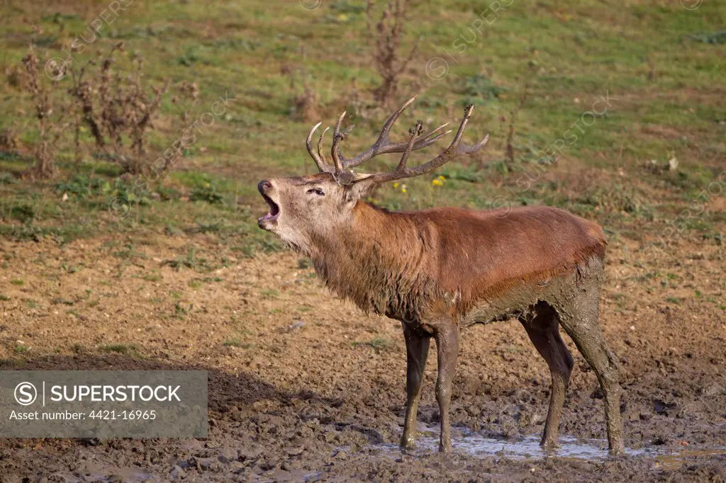 Red Deer (Cervus elaphus) stag, roaring, standing in wallow, during rutting season, Minsmere RSPB Reserve, Suffolk, England, october