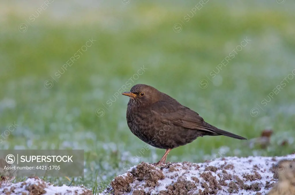 European Blackbird (Turdus merula) immature male, first winter plumage, standing on snow covered molehill, Norfolk, England, winter