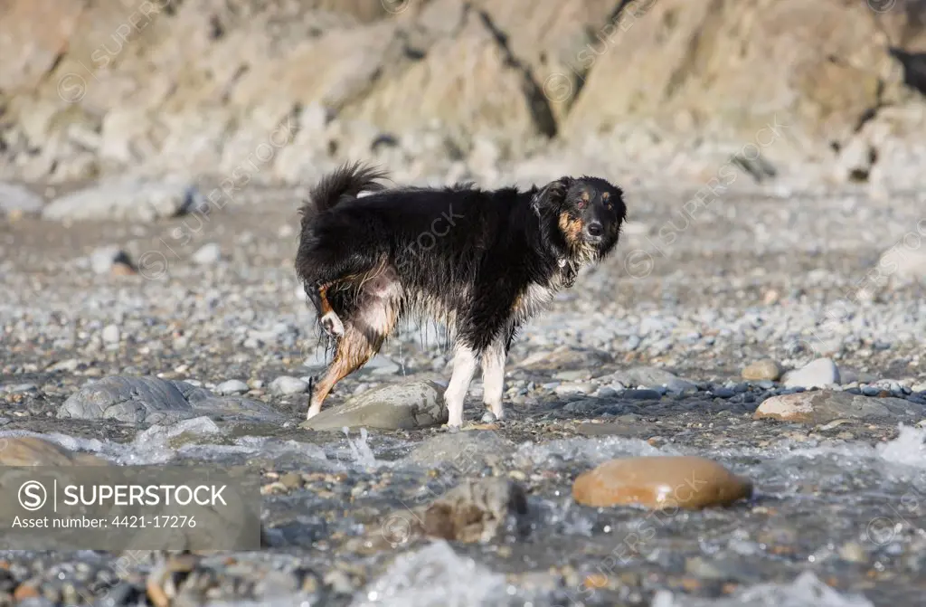 Domestic Dog, Border Collie, adult male, urinating on rock, standing on beach, Pembrokeshire, Wales, winter