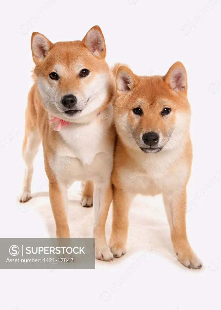 Shiba inu hot sale adults