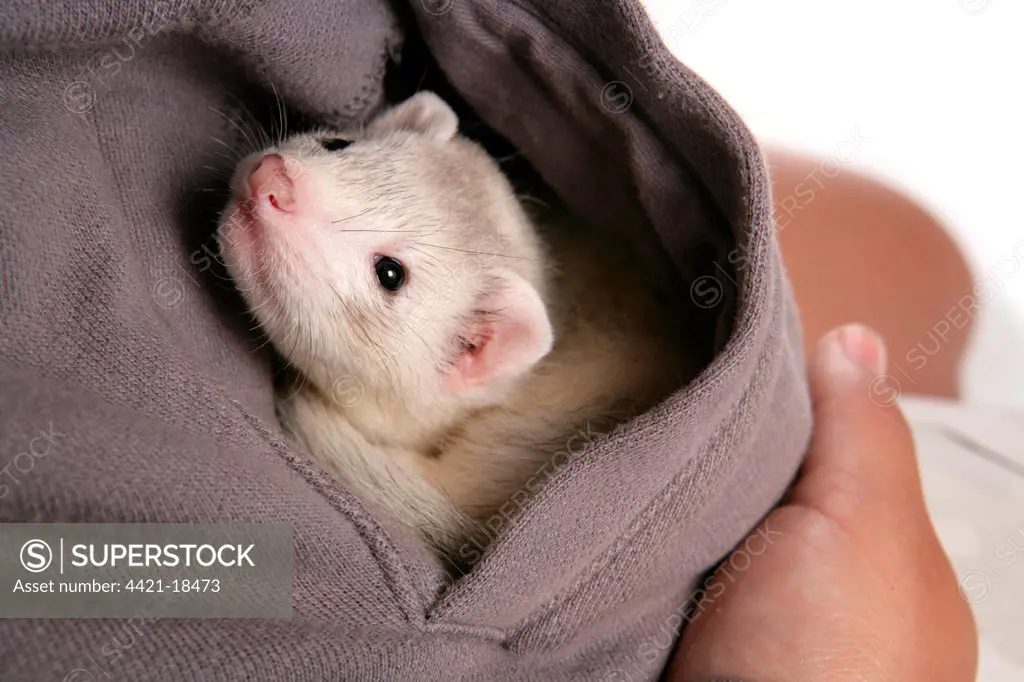 Domestic Polecat Ferret (Mustela putorius x putorius furo) young, in pocket of owner