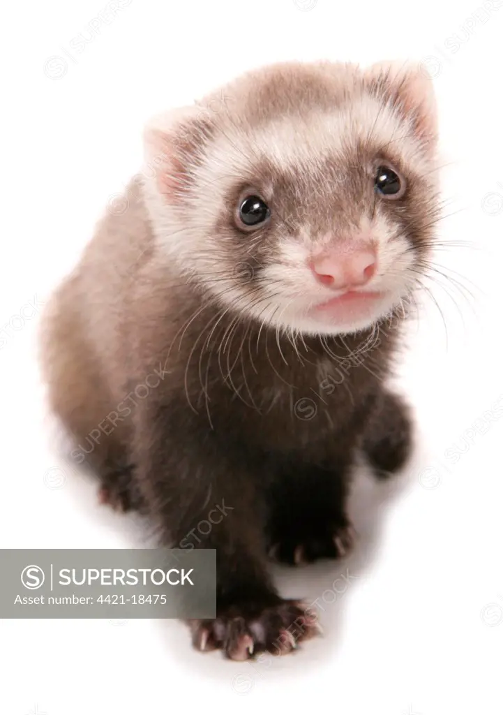 Domestic Polecat Ferret (Mustela putorius x putorius furo) young, sitting