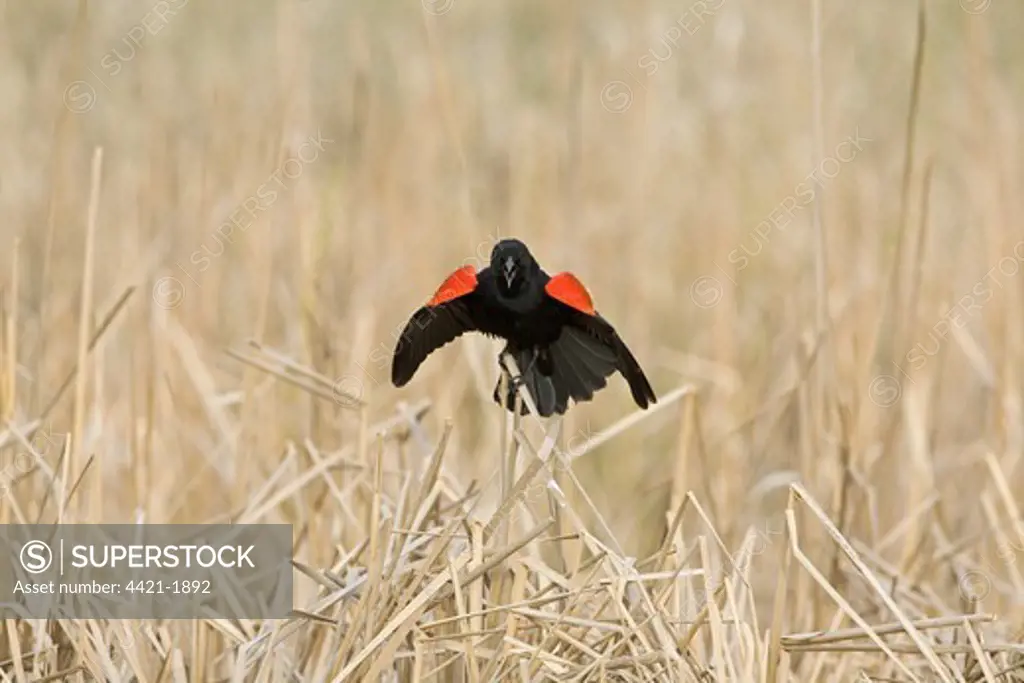 Red-winged Blackbird (Agelaius phoeniceus) adult male, singing, in courtship display, North Dakota, U.S.A.