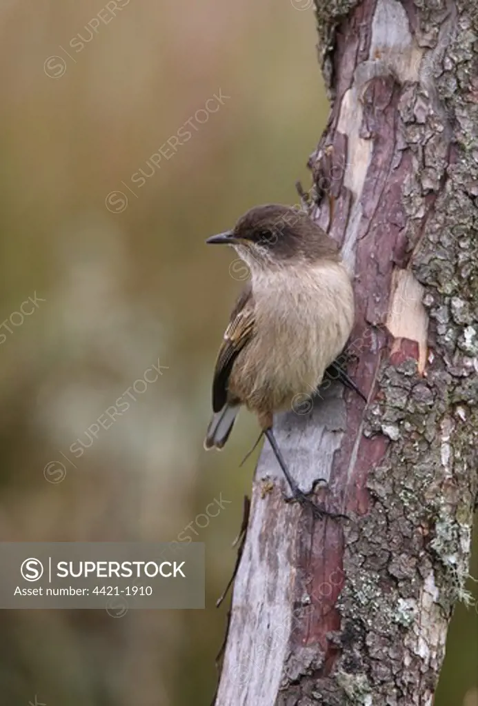 Moorland Chat (Cercomela sordida ernesti) adult, perched on dead tree trunk, Aberdare N.P., Kenya, november