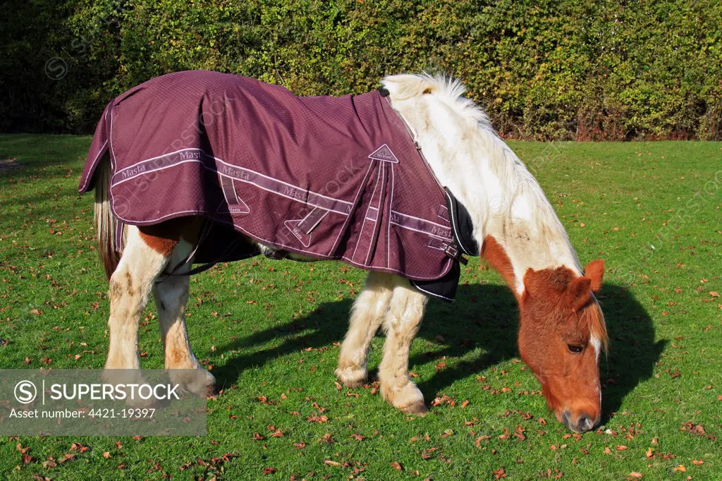 Horse, mare, grazing in pasture, wearing turnout rug, Bacton, Suffolk, England, october