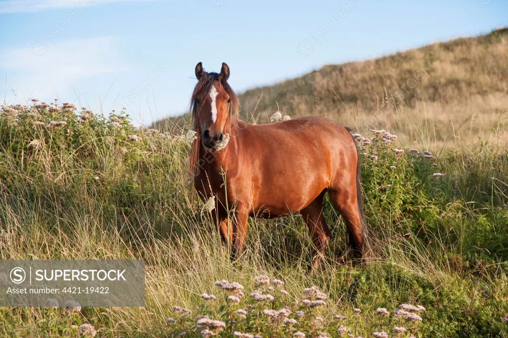 Horse, Welsh Pony, adult, feeding, used for conservation grazing to control unwanted vegetation after rabbit numbers were drastically reduced by myxomatosis in 1954 on tidal island, Llanddwyn Island, Newborough Warren National Nature Reserve, Newborough, Anglesey, Wales, August