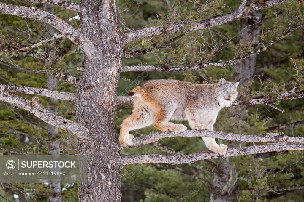 Canadian Lynx (Lynx canadensis) adult, standing on branches in conifer tree, Montana, U.S.A., january (captive)