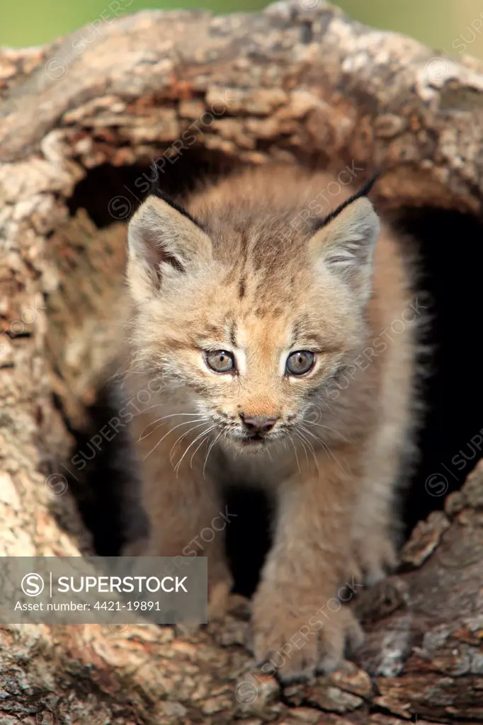 Canadian Lynx (Lynx canadensis) eight-weeks old cub, in hollow tree trunk, Montana, U.S.A., june (captive)