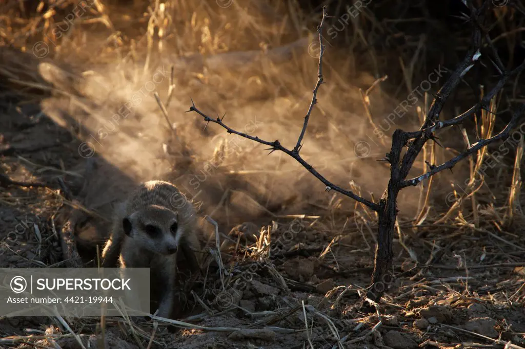 Meerkat (Suricata suricatta) adult, digging in sand, Kalahari Meerkat Project, Kuruman River Reserve, Kalahari Desert, Northern Cape, South Africa