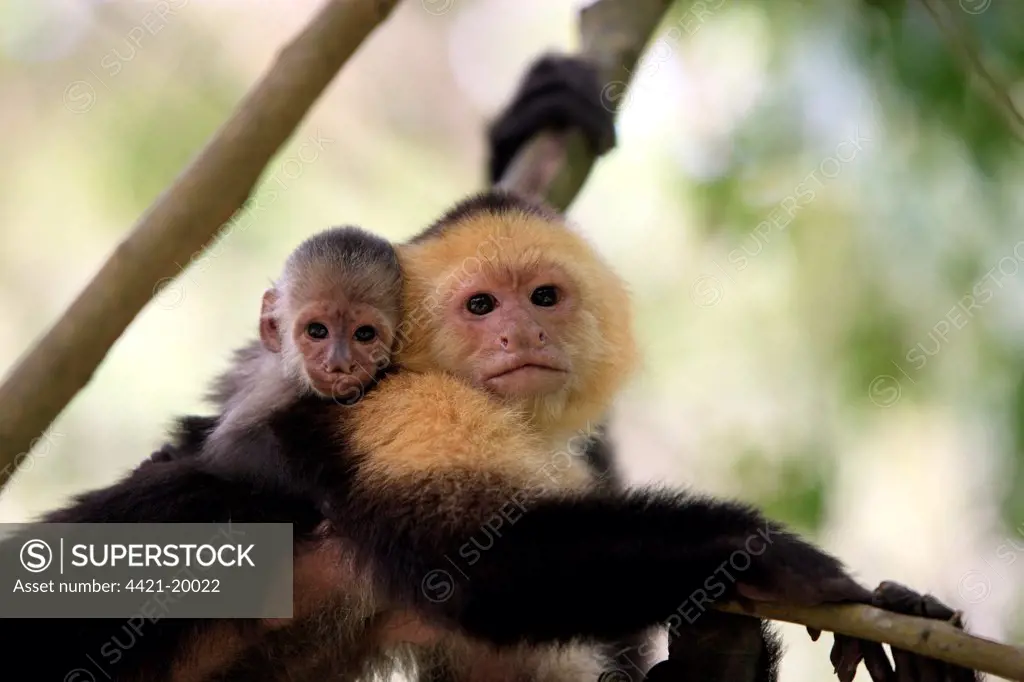 White-throated Capuchin (Cebus capucinus) adult female, carrying baby on back, close-up of heads, Roatan, Honduras