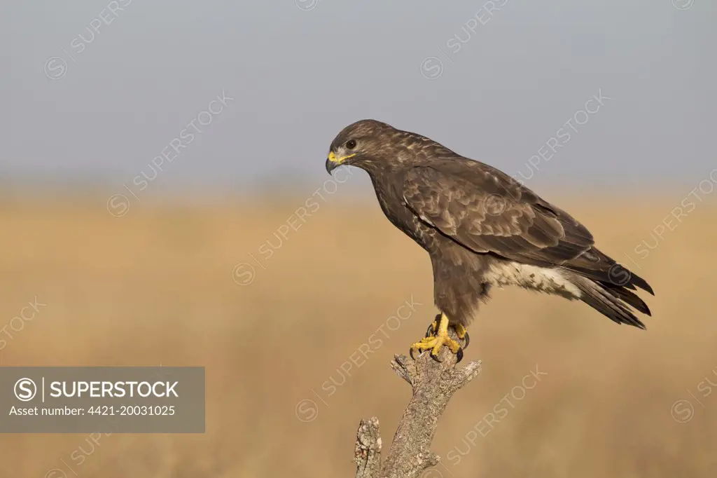 Common Buzzard (Buteo buteo) adult, perched on branch, Castilla y Leon, Spain, October