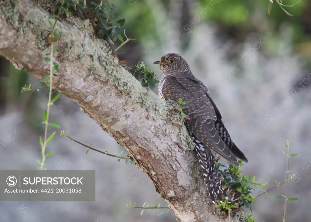 Common Cuckoo (Cuculus canorus) juvenile, perched on tree, Es Grau, Minorca, Balearics, Spain, October