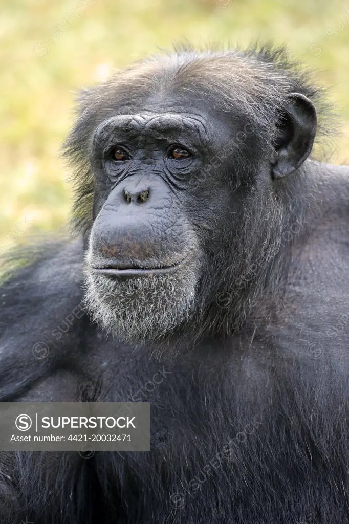 Central Chimpanzee (Pan troglodytes troglodytes) adult male, close-up of head (captive)