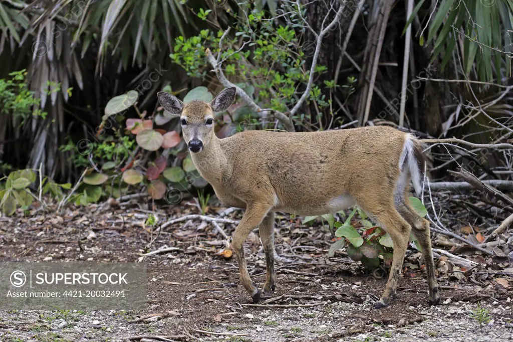 Key Deer (Odocoileus virginianus clavium) doe, standing at edge of undergrowth, National Key Deer Refuge, Florida Keys, Florida, U.S.A., March